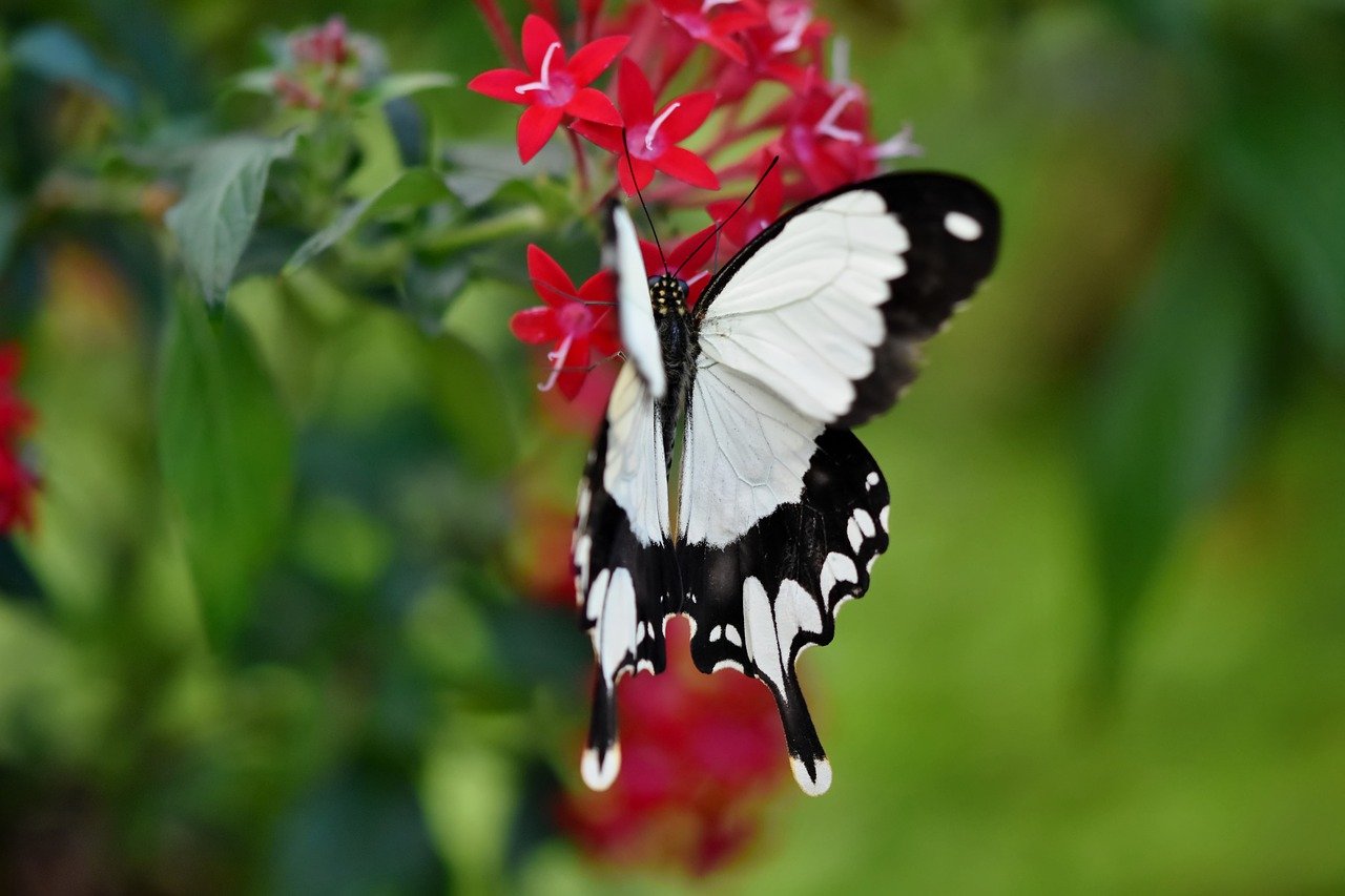 dovetail, flower background, butterfly-8324226.jpg